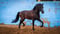 Horse ad