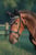 Horse ad