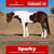 Horse ad