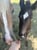 Horse ad