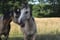 Horse ad