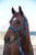 Anuncio de caballos