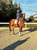 Horse ad