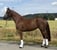 Horse ad