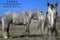 Horse ad