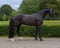 Annonce cheval