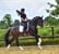 Annuncio cavallo
