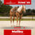 Annuncio cavallo