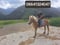 Horse ad