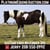 Horse ad