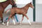 Annuncio cavallo