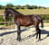 Horse ad