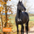 Horse ad