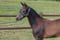 Horse ad
