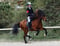 Annuncio cavallo
