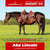 Paardadvertentie