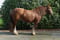 Annuncio cavallo