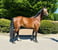 Horse ad