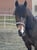 Horse ad