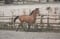 Horse ad