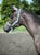 Annonce cheval