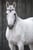 Horse ad
