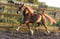 Horse ad