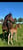 Horse ad