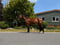 Annonce cheval
