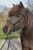 Horse ad