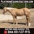 Horse ad