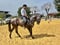 Anuncio de caballos