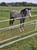 Horse ad