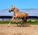 Horse ad