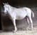 Horse ad