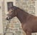 Annonce cheval