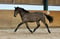 Horse ad