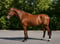 Annuncio cavallo