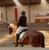 Annuncio cavallo