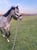 Horse ad