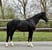 Annuncio cavallo