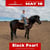 Horse ad