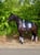 Annuncio cavallo