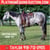 Horse ad
