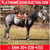 Horse ad