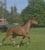 Horse ad