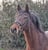 Horse ad