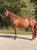 Horse ad