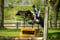 Annuncio cavallo