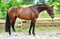 Annuncio cavallo